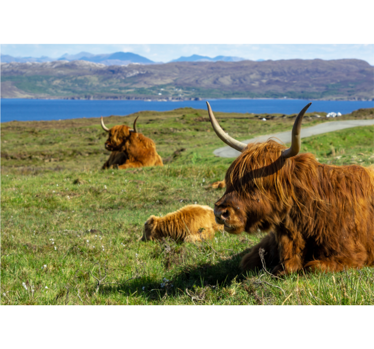 Carta da parati natura bovini delle highlands - TenStickers