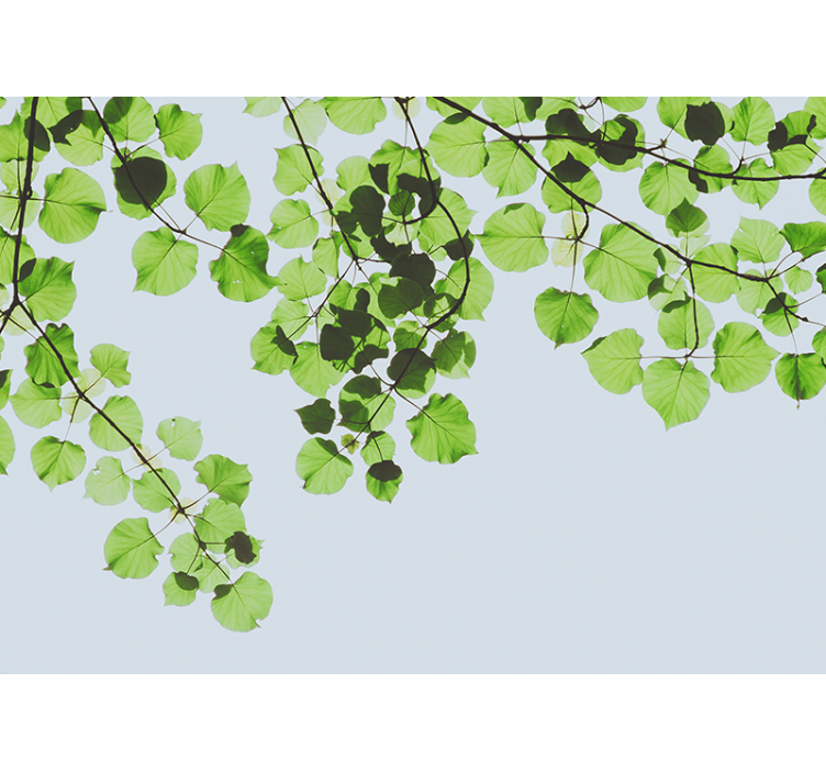 Fotomurale alberi chioma di rami fogliosi - TenStickers