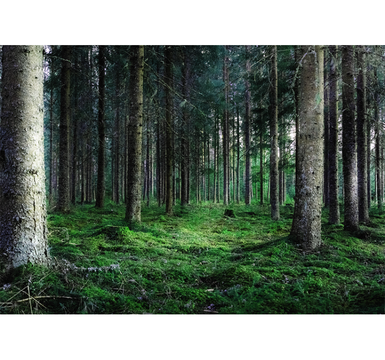Fotomurali natura sentiero della foresta lussureggiante - TenStickers