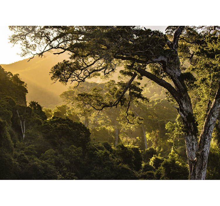 Fotomurali natura paesaggio boschivo verdeggiante - TenStickers