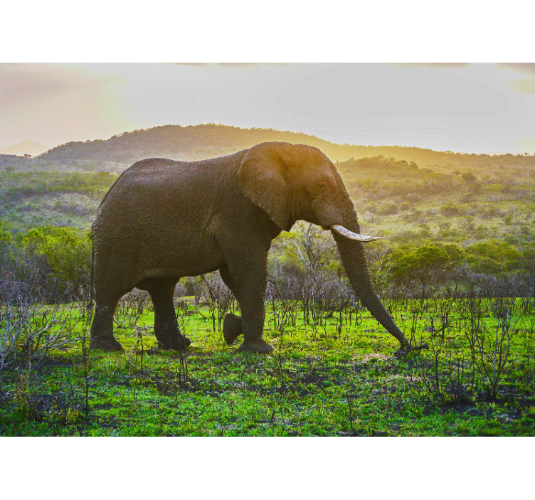 Fotomurale animali scena di elefanti maestosi - TenStickers