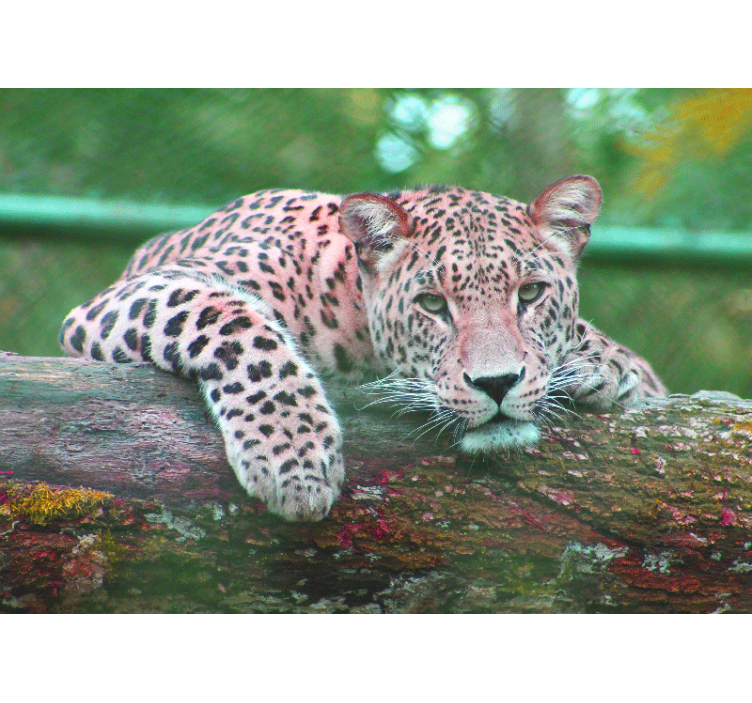 Fotomurale animali leopardo che riposa elegantemente - TenStickers