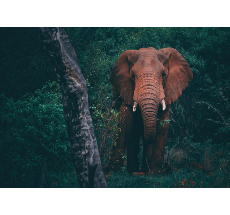 Fotomurale animali presenza di un elefante maestoso - TenStickers
