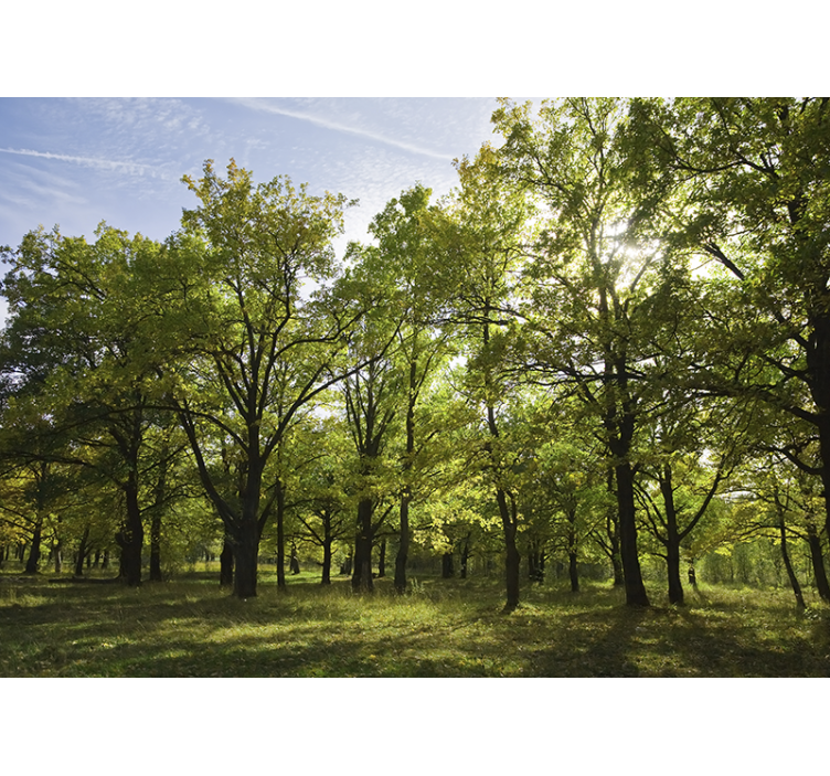 Fotomurali natura paesaggio verde vivo - TenStickers