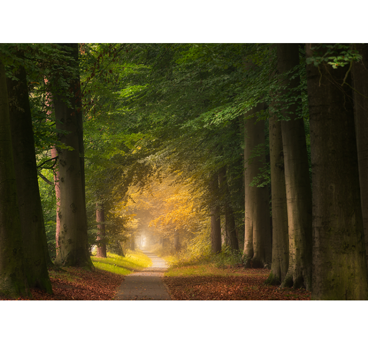 Fotomurali natura scena del sentiero nel bosco - TenStickers