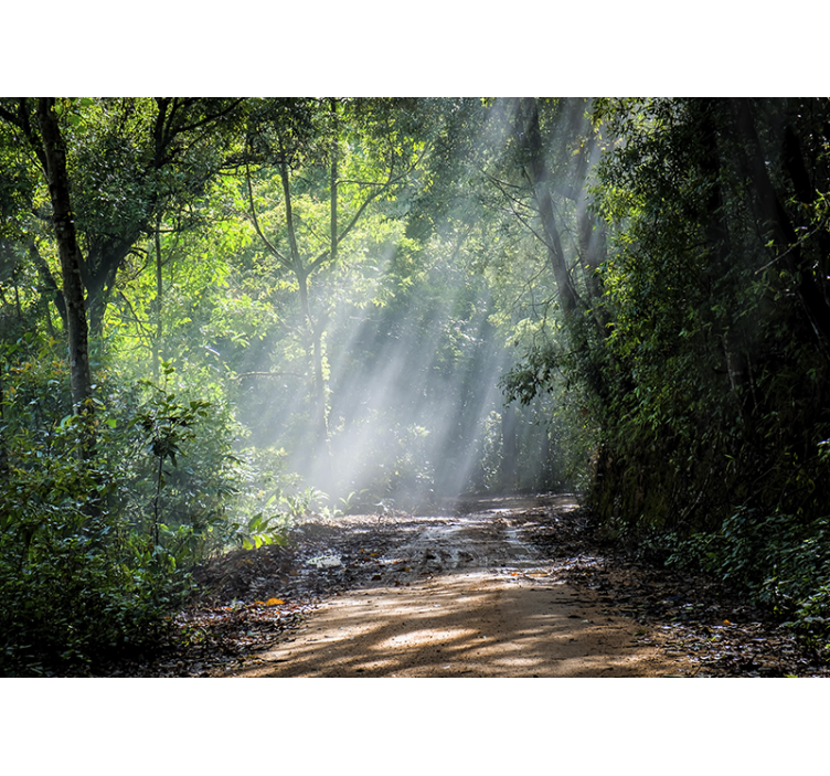 Fotomurali natura sentiero boscoso luminoso - TenStickers