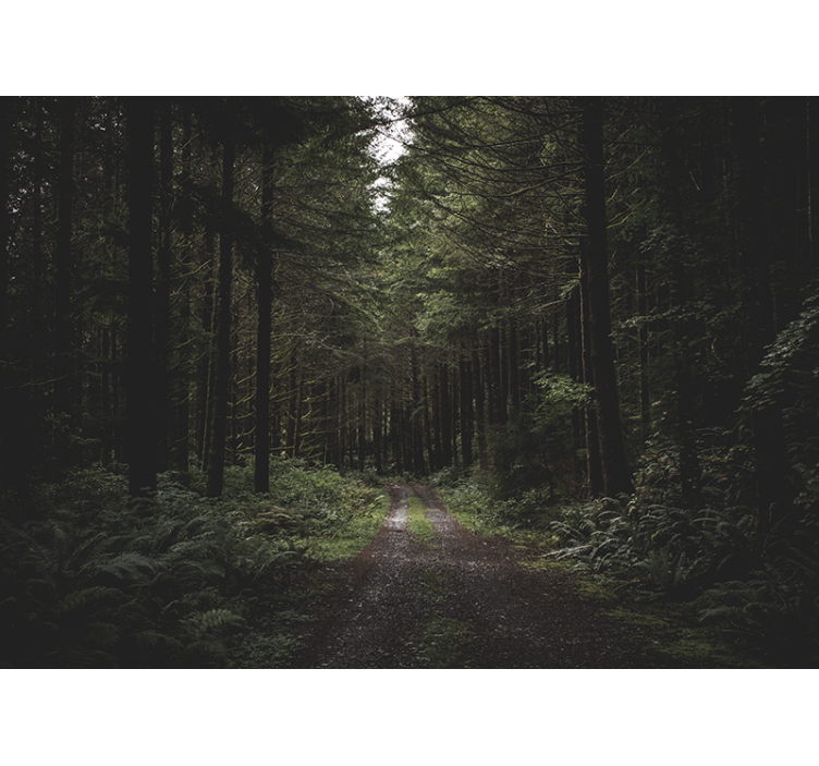 Fotomurali natura sentiero boschivo verdeggiante - TenStickers