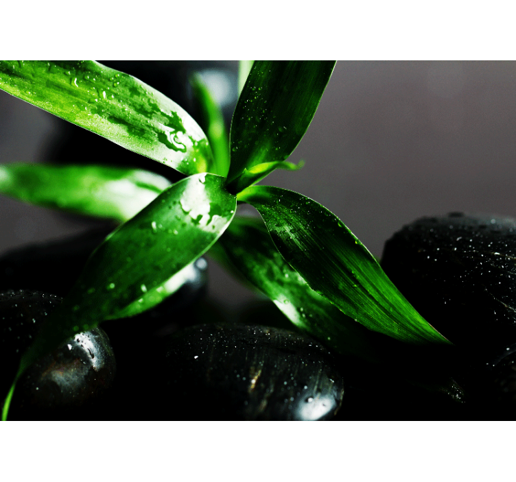 Fotomurali natura texture di foglie fresche - TenStickers