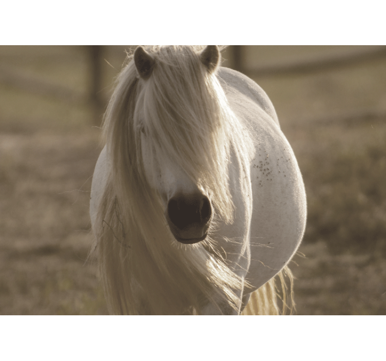 Fotomurali animali diversi cavallo bianco regale - TenStickers