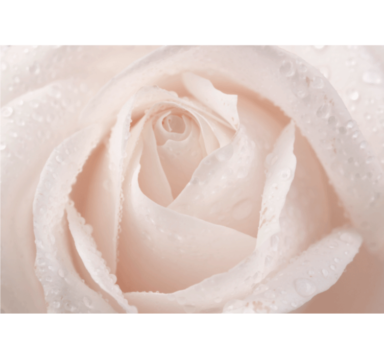 Fotomurali rosa delicato fiore bianco - TenStickers
