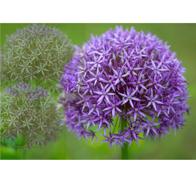 Fotomurale papaveri composizione floreale viola - TenStickers