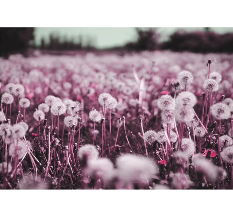 Fotomurale dente di leone scena di campo viola - TenStickers