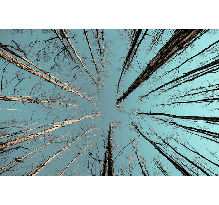 Fotomurale alberi verso il cielo - TenStickers