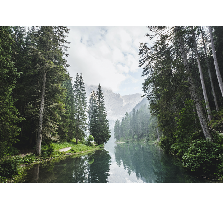 Fotomurale paesaggi eco della foresta tranquilla - TenStickers