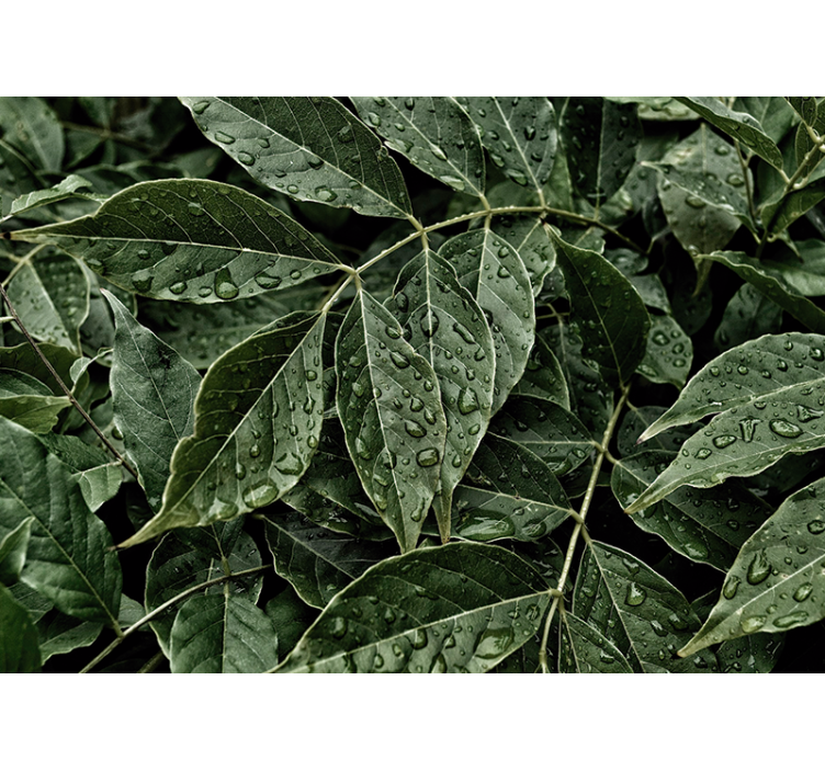 Fotomurali natura superficie di foliame vibrante - TenStickers