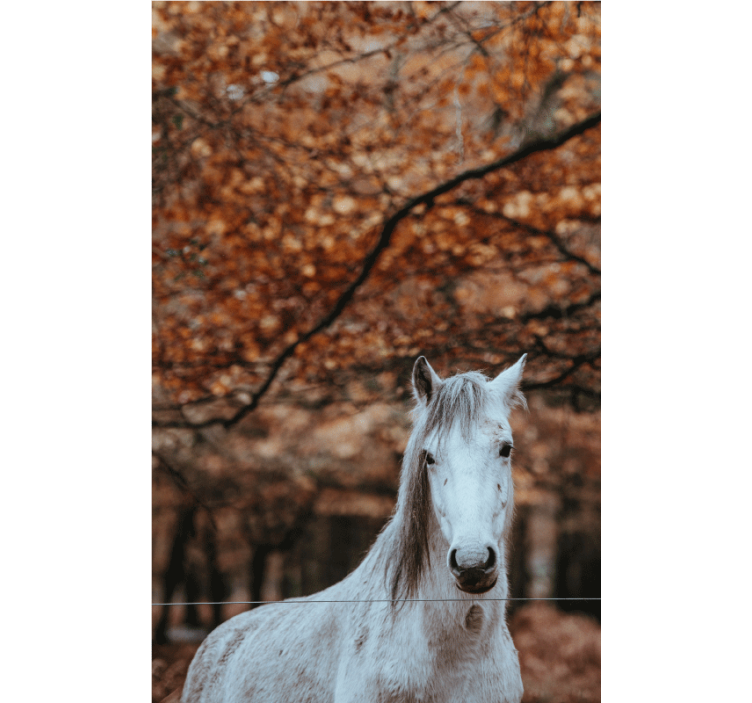 Fotomurale animali maestoso cavallo bianco - TenStickers