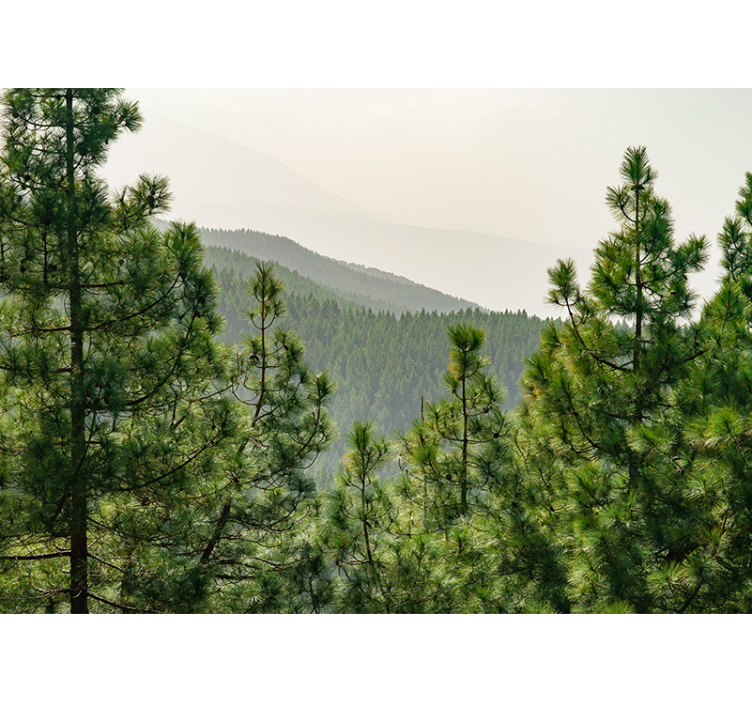 Fotomurali natura paesaggio verdeggiante - TenStickers