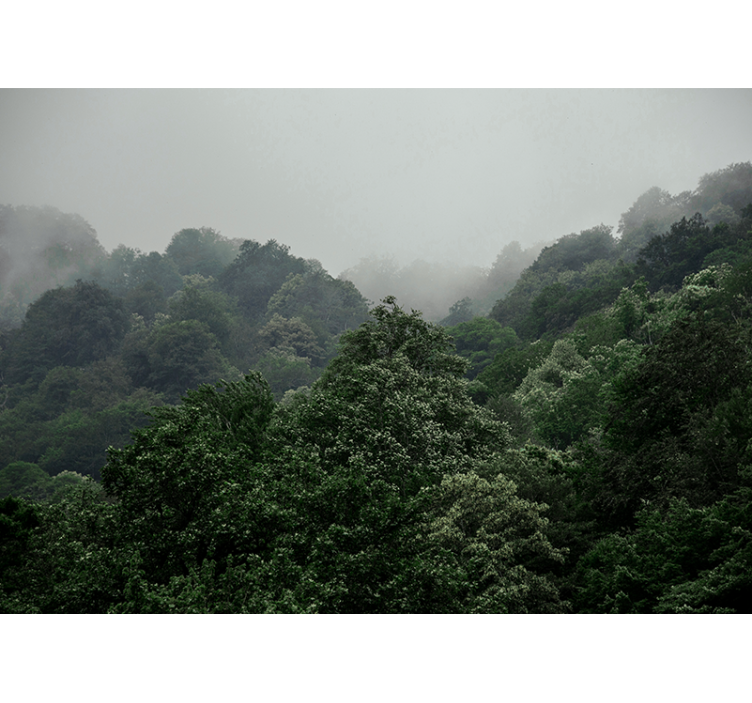 Fotomurale foresta paesaggio nebbioso - TenStickers