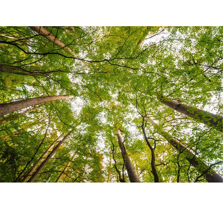 Fotomurale foresta baldacchino verde lussureggiante - TenStickers