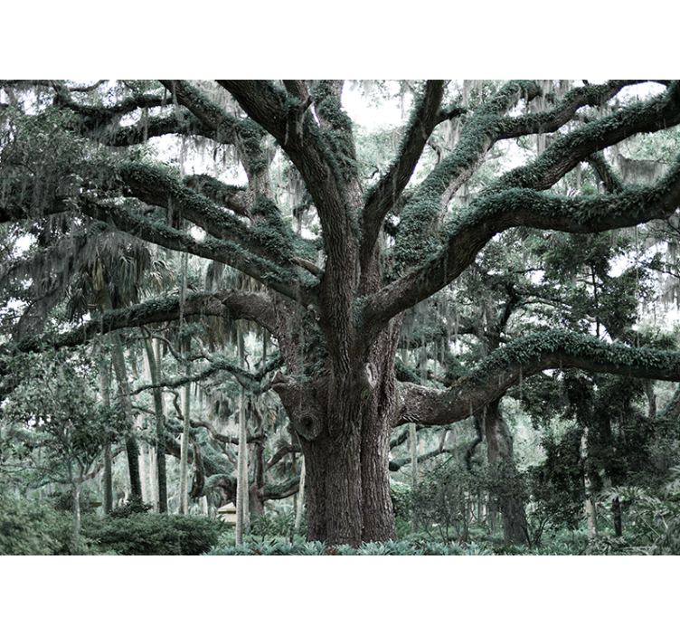 Fotomurale alberi maestosi rami di quercia - TenStickers