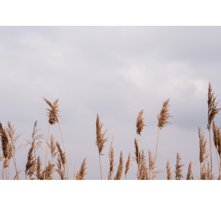 Fotomurale alberi sagome di erba alta - TenStickers