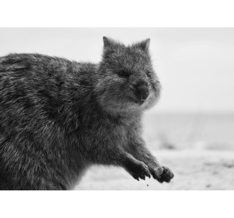 Fotomurale animali espressione ravvicinata di wombat - TenStickers