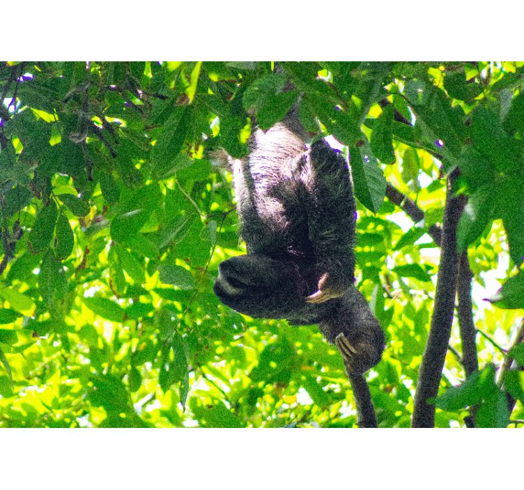 Fotomurale animali bradipo tra la vegetazione - TenStickers
