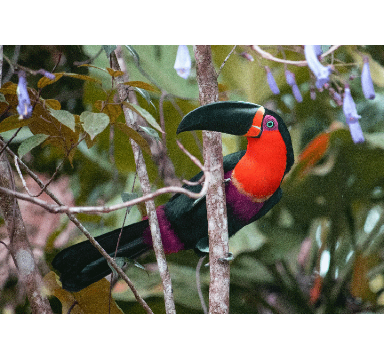 Fotomurale animali esibizione di tucani colorati - TenStickers
