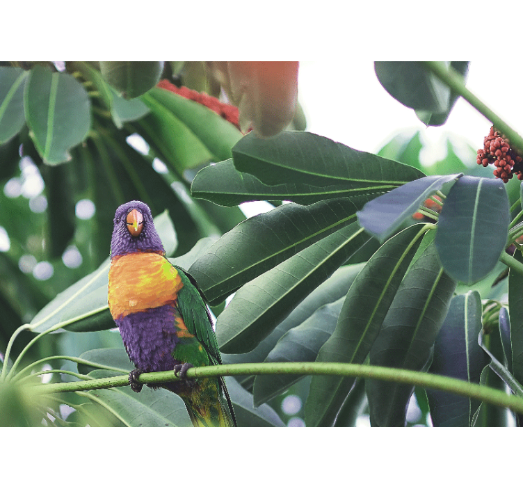 Fotomurale animali pappagallo colorato in posizione - TenStickers