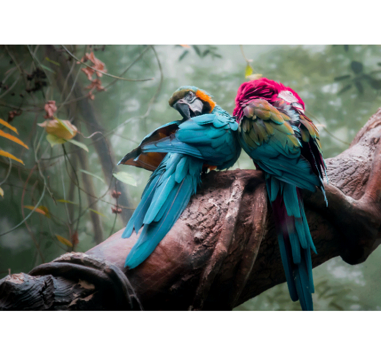 Fotomurale animali abbraccio di pappagalli colorati - TenStickers