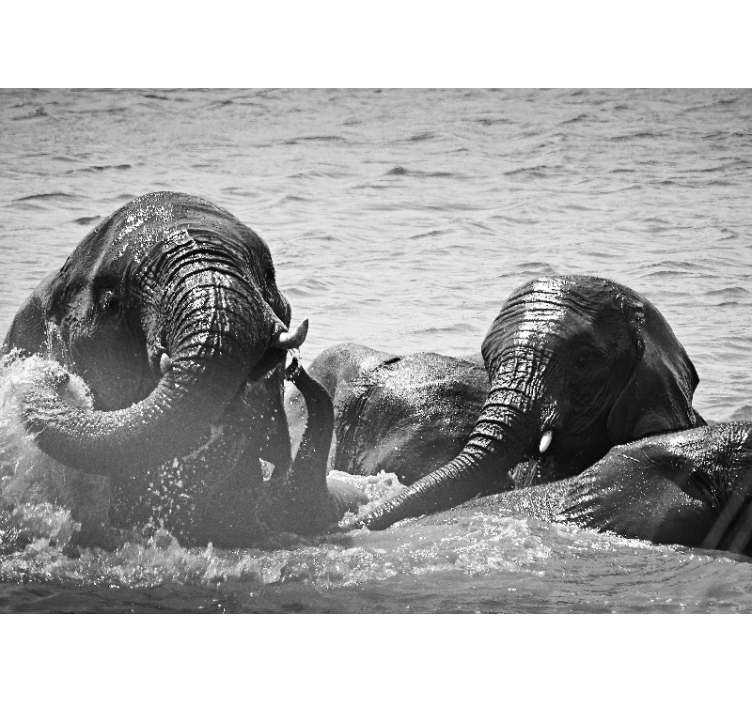 Fotomurale animali elefanti in liquido - TenStickers