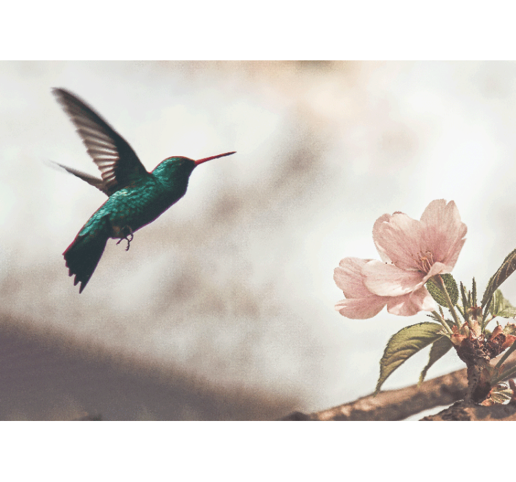 Fotomurale animali colibrì e fiore - TenStickers