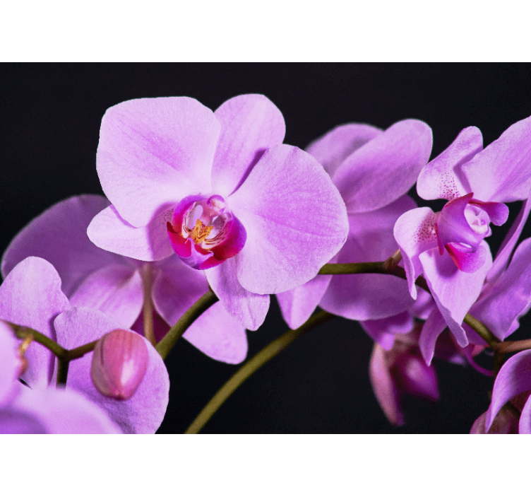 Fotomurale orchidee fiori di orchidea eleganti - TenStickers