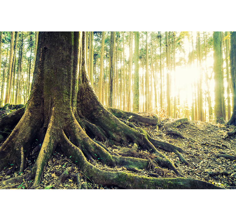 Fotomurale foresta radici di alberi illuminati - TenStickers