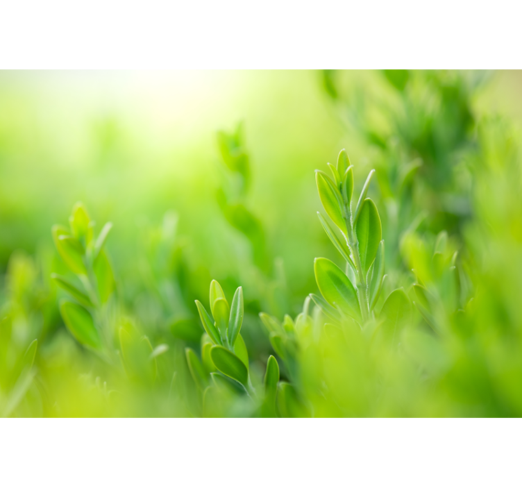 Fotomurali natura verde lussureggiante primo piano - TenStickers