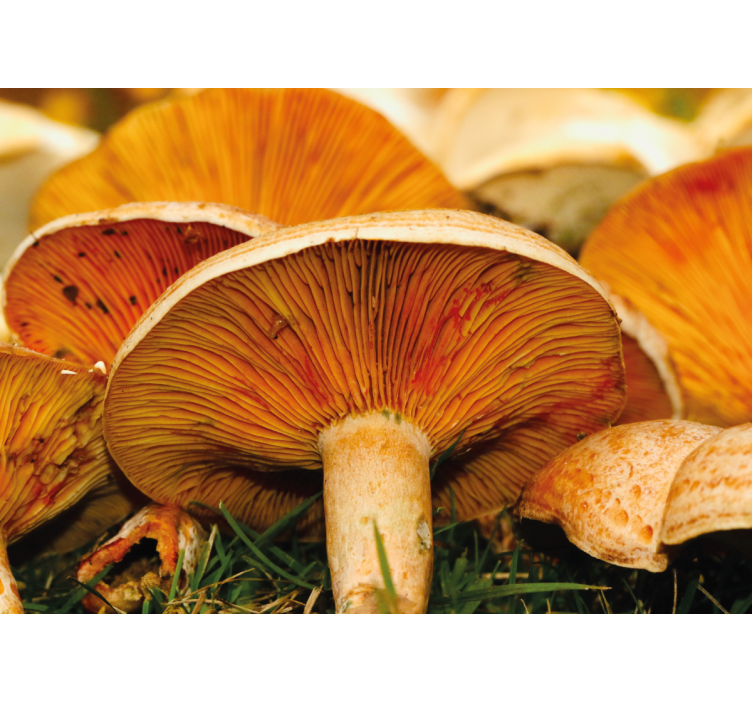 Fotomurale fiori scena della foresta di funghi - TenStickers