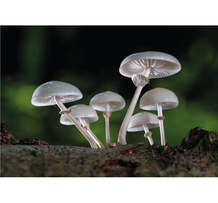 Fotomurali natura crescita di funghi a gruppo - TenStickers