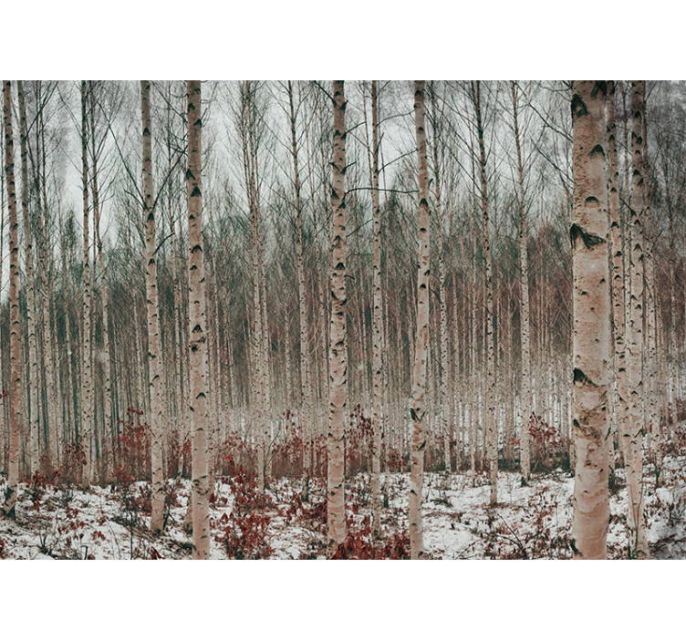 Fotomurale foresta paesaggio di betulle - TenStickers