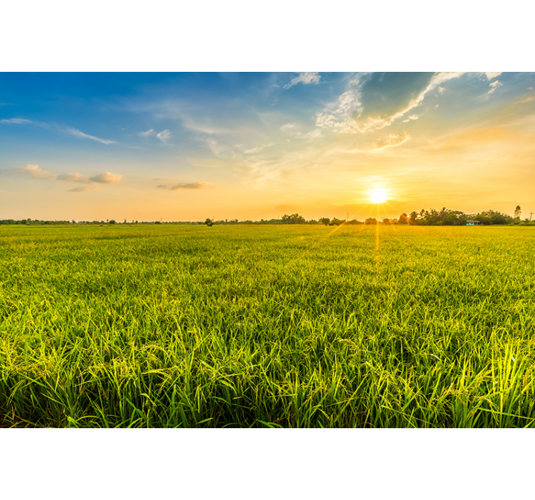 Fotomurale paesaggi tramonto sui campi verdi - TenStickers