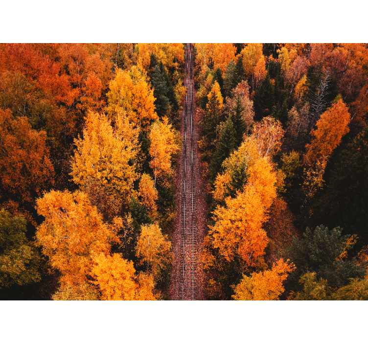 Fotomurale paesaggi sentiero nel bosco d'autunno - TenStickers