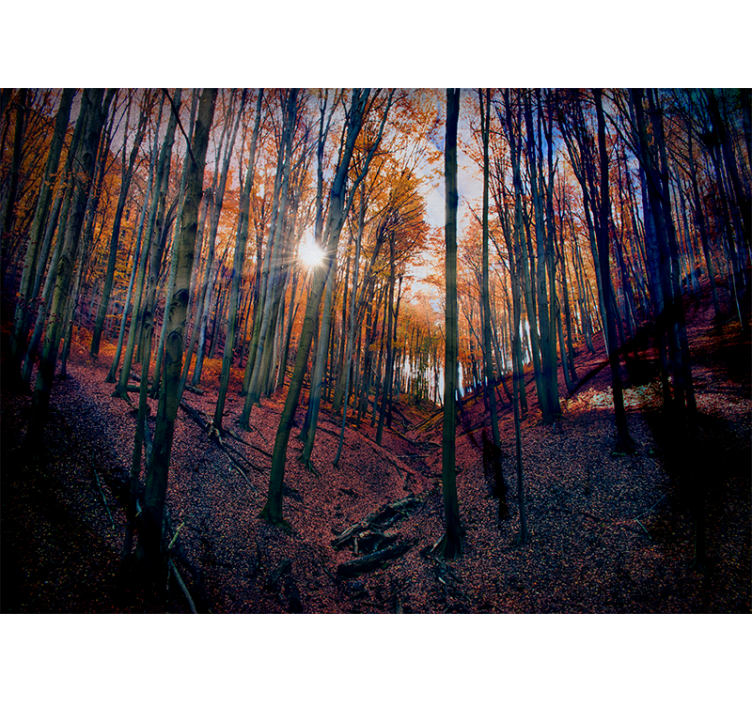 Fotomurale foresta foresta d'autunno illuminata - TenStickers