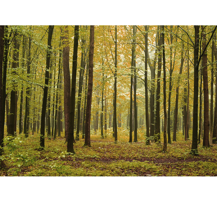 Fotomurale foresta paesaggio boschivo autunnale - TenStickers