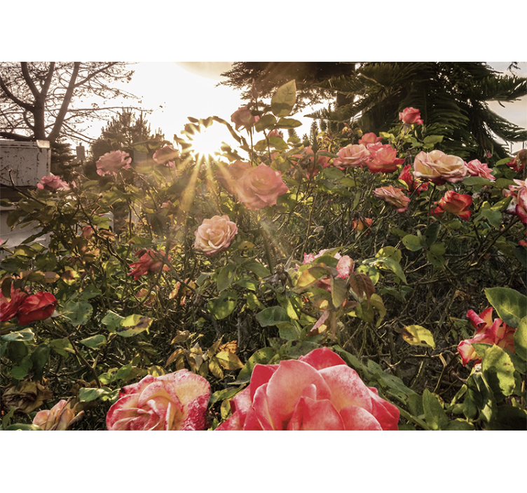 Fotomurale fiori giardino di rose illuminato - TenStickers