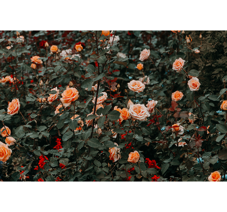 Fotomurali fiori diversi rose in fiore - TenStickers