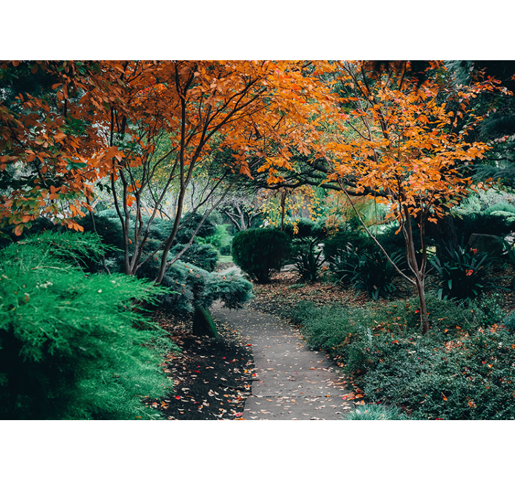 Fotomurali natura sentiero tra gli alberi - TenStickers