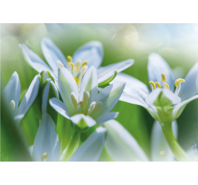 Fotomurale fiori fiori bianchi delicati - TenStickers