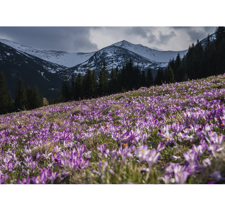 Fotomurale fiori campo di fiori di croco - TenStickers