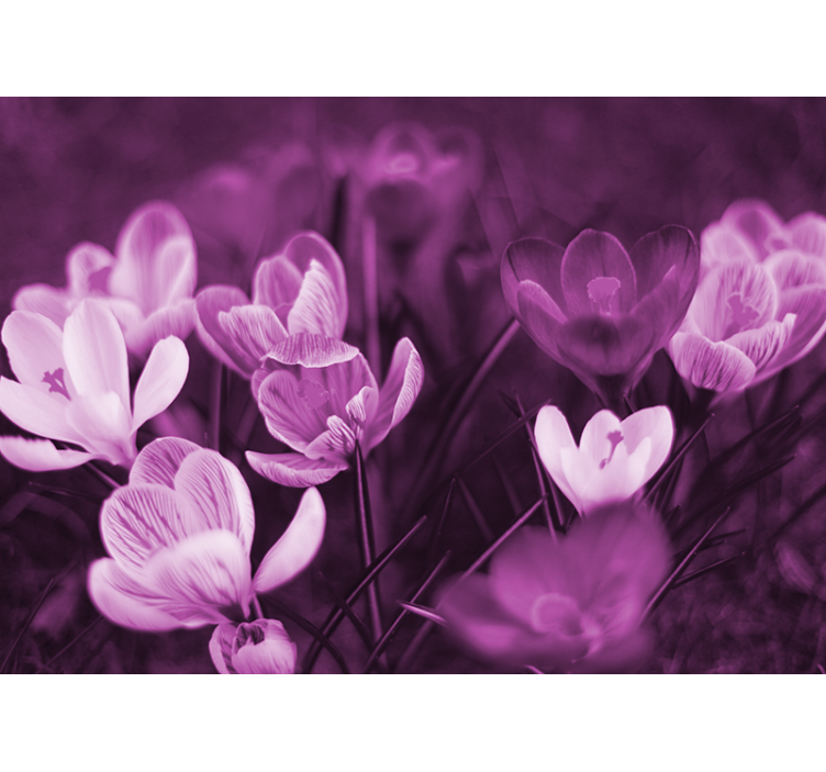 Fotomurale papaveri fiori floreali delicati - TenStickers