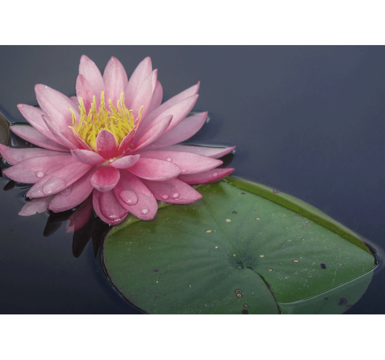 Fotomurali fiori diversi loto rosa sereno - TenStickers