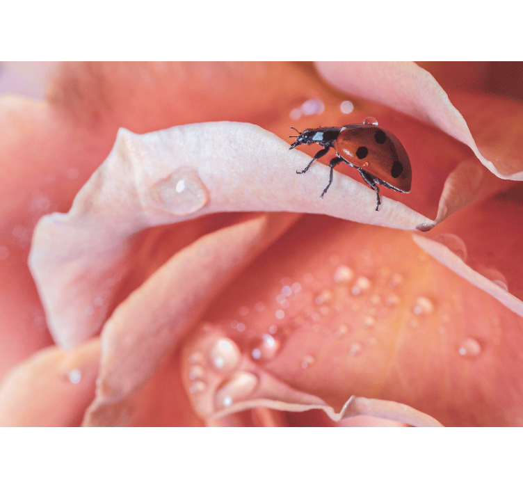 Fotomurale fiori coccinella su petalo - TenStickers